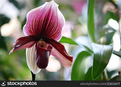 Purple Orchid in Garden