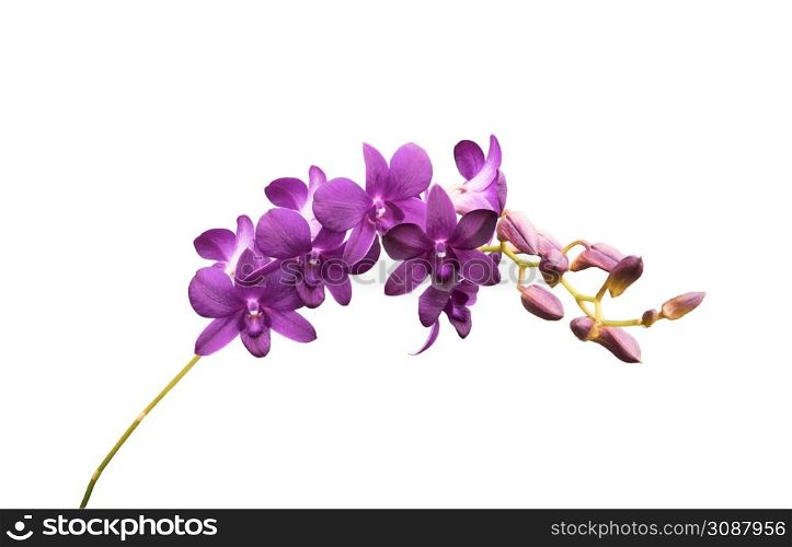purple orchid isolated on a white background with Clipping path