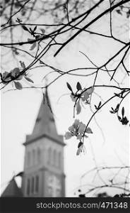 Purple orchid tree or Bauhinia variegata flower with church bell tower in spring season. Black and white image. Da Lat - Vietnam