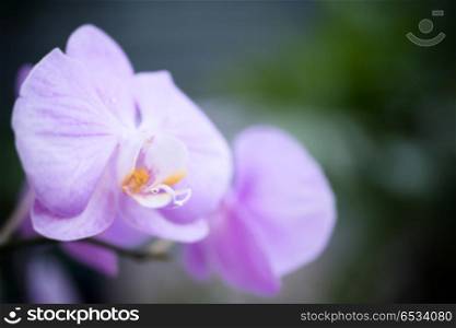 Purple orchids in a tropical forest. Purple orchids in a wild tropical forest. Beautiful spring flowers with soft focused green background