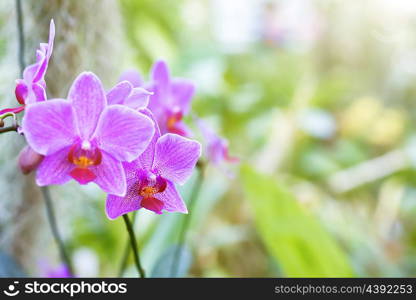 Purple orchids in a wild tropical forest. Beautiful spring flowers with soft green background