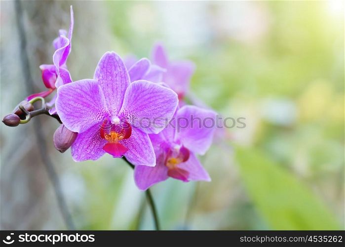 Purple orchids in a wild tropical forest. Beautiful spring flowers with soft green background