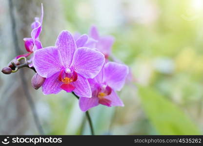 Purple orchids in a wild tropical forest. Beautiful spring flowers with soft green background