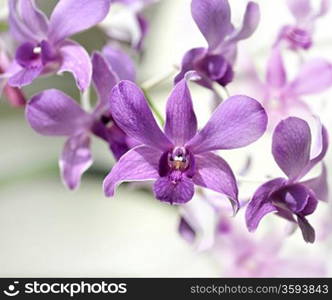 Purple Orhid Flowers,Close Up