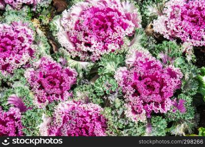Purple ornamental cabbage is a great garden decoration. Select focus.