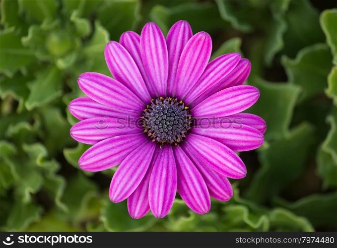 purple osteospermum daisy flower