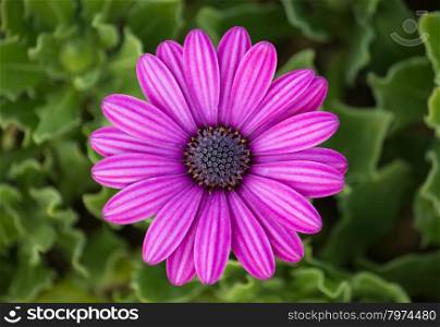 purple osteospermum daisy flower
