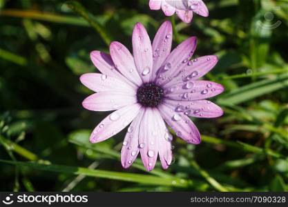 Purple Osteospermum flower with dewdrops in a garden during spring