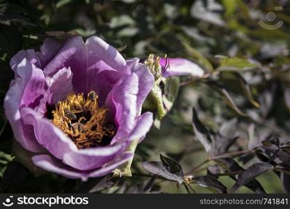 purple peony on a green background
