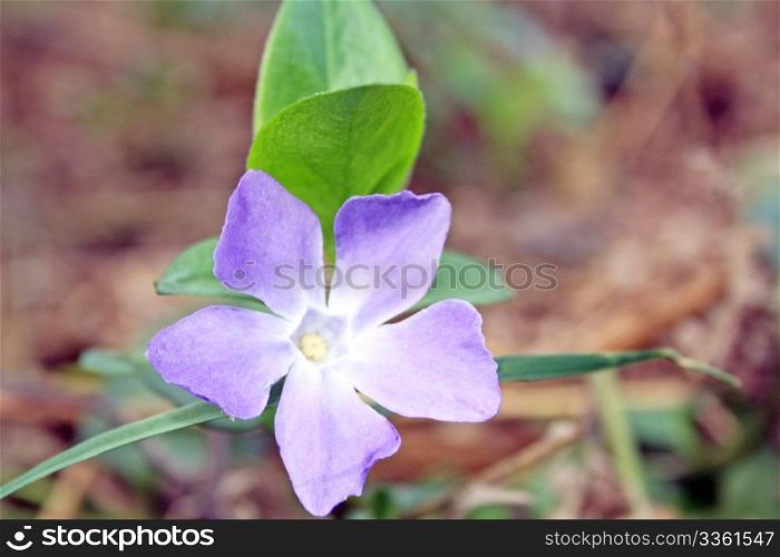 purple periwinkle flower