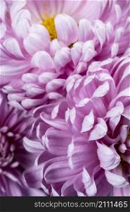 purple petals detailed close up