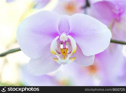 Purple phalaenopsis orchid flower