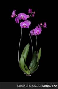 Purple phalaenopsis orchid flower isolated on a black background