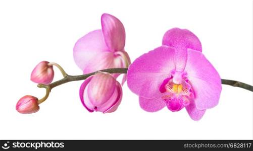 Purple phalaenopsis orchid flowes isolated on white background, close-up