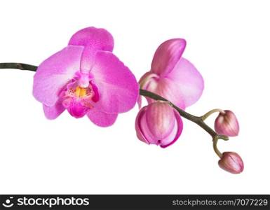 Purple phalaenopsis orchid flowes isolated on white background, close-up