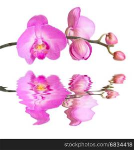 Purple phalaenopsis orchid flowes isolated on white background, close-up, reflected in a water surface with small waves