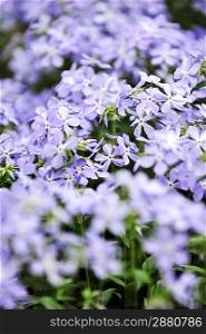 purple phlox subulata. small flowers bloom in late spring and early summer.