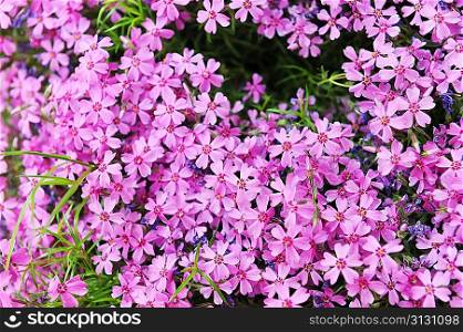 purple phlox subulata. small flowers bloom in late spring and early summer.