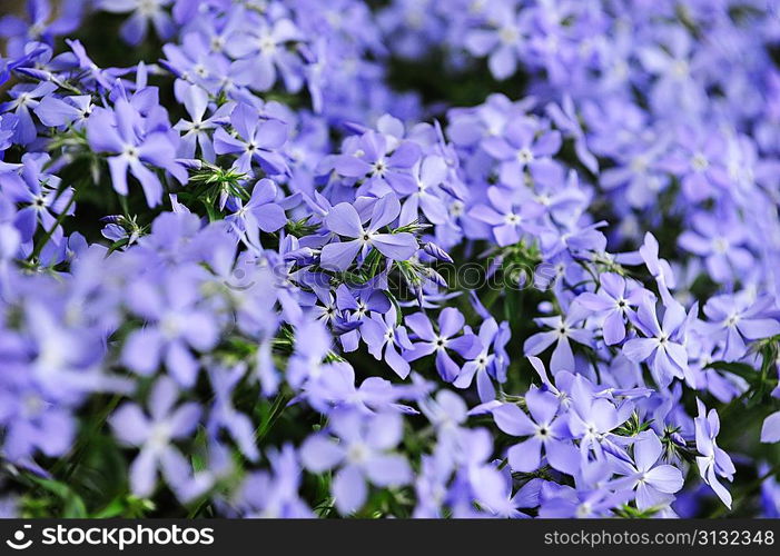 purple phlox subulata. small flowers bloom in late spring and early summer.