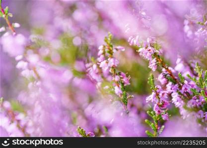 Purple pink common heather  Calluna vulgaris . Landscape plant heather. Colorful traditional October european flower. selective focus. Classic heather flowers. Small violet, pink, lilac flowers. white background. Soft focus.