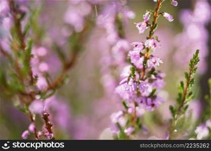 Purple pink common heather  Calluna vulgaris . Landscape plant heather. Colorful traditional October european flower. selective focus. Blooming Heather fields, purple pink heather in bloom, blooming heater 