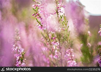 Purple pink common heather (Calluna vulgaris). Landscape plant heather. Colorful traditional October european flower. selective focus. Blooming Heather fields, purple pink heather in bloom, blooming heater