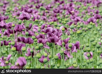 Purple poppy blossoms in a field. (Papaver somniferum). Poppies, agricultural crop.