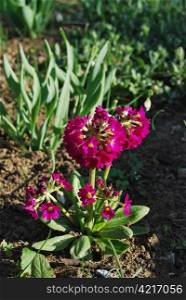 Purple primrose cowslip in garden bed close-up