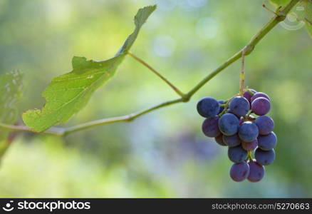 Purple red grapes on brunch