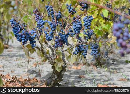 purple red grapes with green leaves on the vine