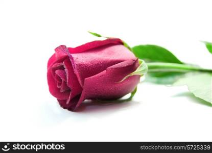 Purple rose isolated on the white background