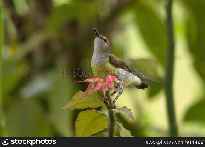 Purple rumped sunbird, female, Leptocoma zeylonica, India.. Purple rumped sunbird, female, Leptocoma zeylonica, India
