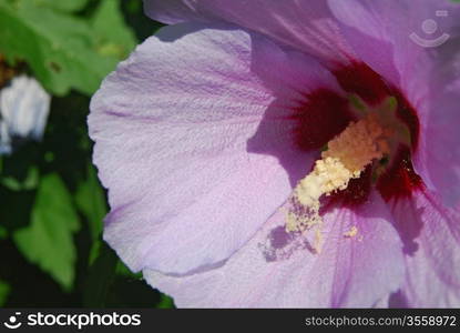 Purple shrub blossom in bloom extremely closeup