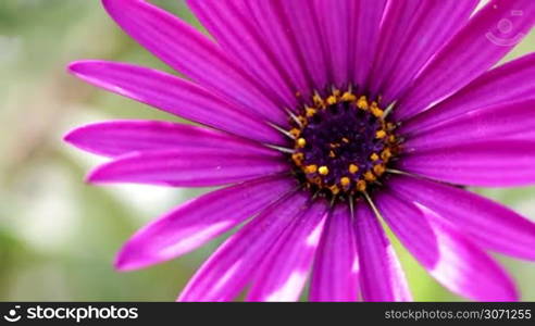 Purple spring flower