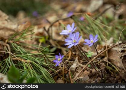 Purple spring flowers of Anemone hepatica growing in the forest, March day.