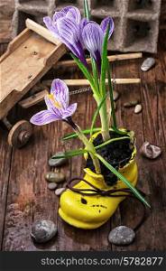 Purple striped Crocus,peat pots and accessories for gardening