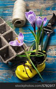 Purple striped Crocus,peat pots and accessories for gardening.The image is tinted in vintage style