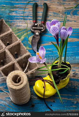 Purple striped Crocus,peat pots and accessories for gardening