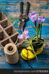 Purple striped Crocus,peat pots and accessories for gardening