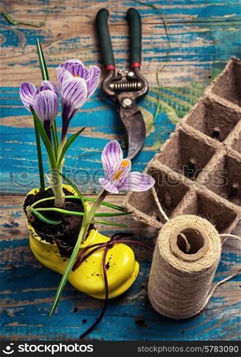 Purple striped Crocus,peat pots and accessories for gardening.The image is tinted in vintage style