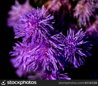 purple summer flower
