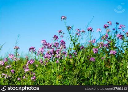 Purple summer flowers in a green meadow