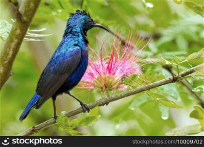 Purple Sunbird, Cinnyris asiaticus, Riverine Forest, Royal Bardia National Park, Bardiya National Park, Nepal, Asia