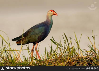 Purple Sw&hen, Porphyrio porphyrio, Bhigwan Wetlands, Maharashtra, India