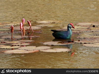 Purple Swamphen, Porphyrio poliocephalus, Lalbagh, Bangalore, Karnataka, India. Purple Swamphen, Porphyrio poliocephalus, Lalbagh, Bangalore, Karnataka, India.