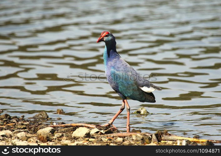 purple Swamphen, Porphyrio porphyrio, Karanji lake, Mysore, Karnataka, India