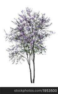 purple tree (Lagerstroemia) isolated on white background