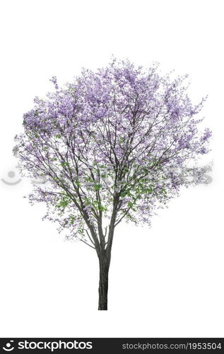 purple tree (Lagerstroemia) isolated on white background