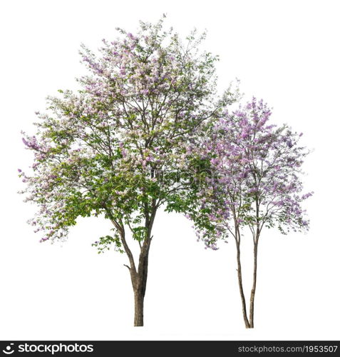 purple tree (Lagerstroemia) isolated on white background