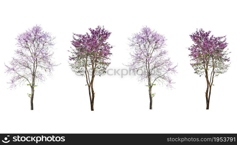 purple tree (Lagerstroemia) isolated on white background